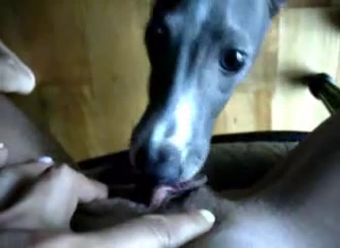Video :Dog eating the wet pussy of amateur beastie gal